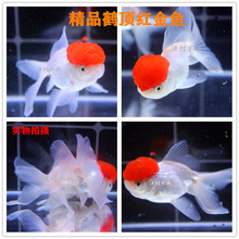 丹頂紅 丹頂紅批發 促銷價格 產地貨源 阿里巴巴 丹頂紅 丹頂紅批發 促銷價格 產地貨源 阿里巴巴