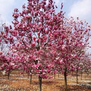 ���l�²����m�N�Ӽt���m�����m�N�ӏV���m�S���m�����m�����ķN��