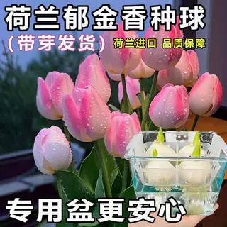 郁金香种球鲜花盆栽阳台水培花卉绿植室内客厅耐寒好养活四季种子