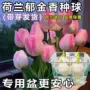 客厅盆栽耐寒四季花卉