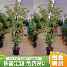 �����ٺ������l���Ͱٺ���W�t�ٺ������ԾGֲ���U�m�ϸ��N����