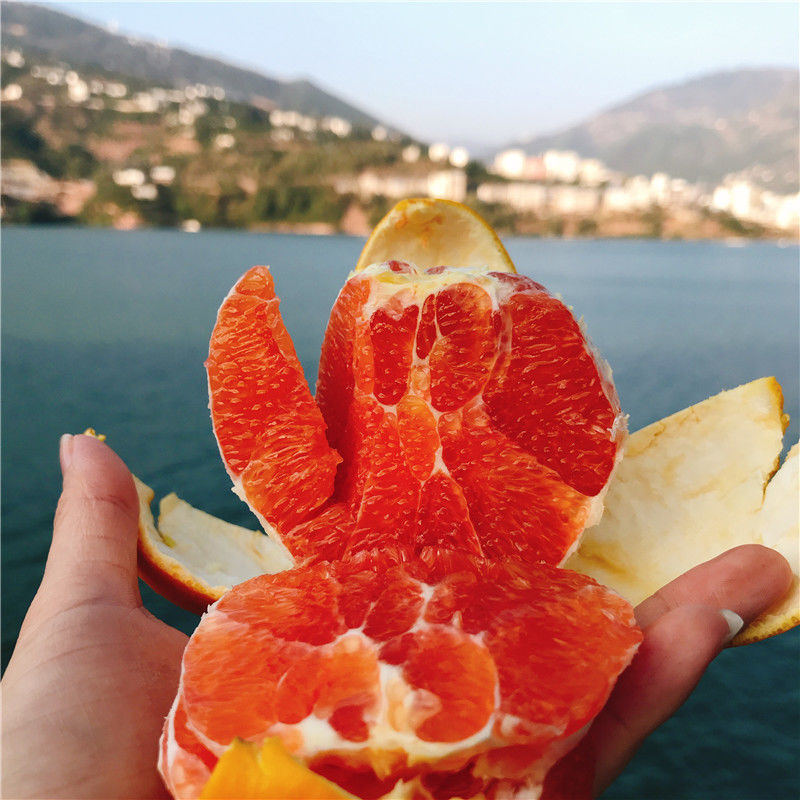 Blood Orange Hubei The three gorges Zigui Precocious The Chinese people Red blood Red Orange Navel fresh Season pregnant woman fruit