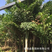 鱼尾葵价格 棕榈鱼尾葵种植基地 鱼尾葵批发 鱼尾葵供应