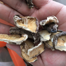 ll大碎片三厘米净重无干燥剂冬菇500g香菇干货散装蘑菇香菇碎片商
