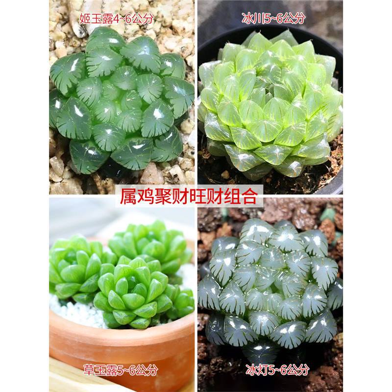 빙하 + 지 + 풀 옥 이슬 + 얼음 램프 (닭)