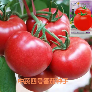 ���ѷN�ӳ���t�������t���̨�����＾���ߜ��߲˹Ϲ��N��