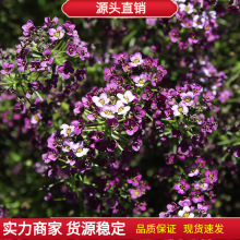 ѩNļ׷N̨҃ͥԺԻѹ̾G^pܷN