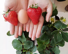 一件代發批發四季草莓苗盆地栽南北陽台室內外種植當年結果奶油紅
