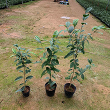 基地批发防城金花茶小苗别墅庭院绿植崇左毛瓣抱劲四季金茶花树苗