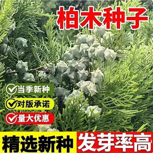 �����²ɰ�ľ�N�����ش��z�ذ�ľ��N���͸ɺ���񤱡��ľ��N��