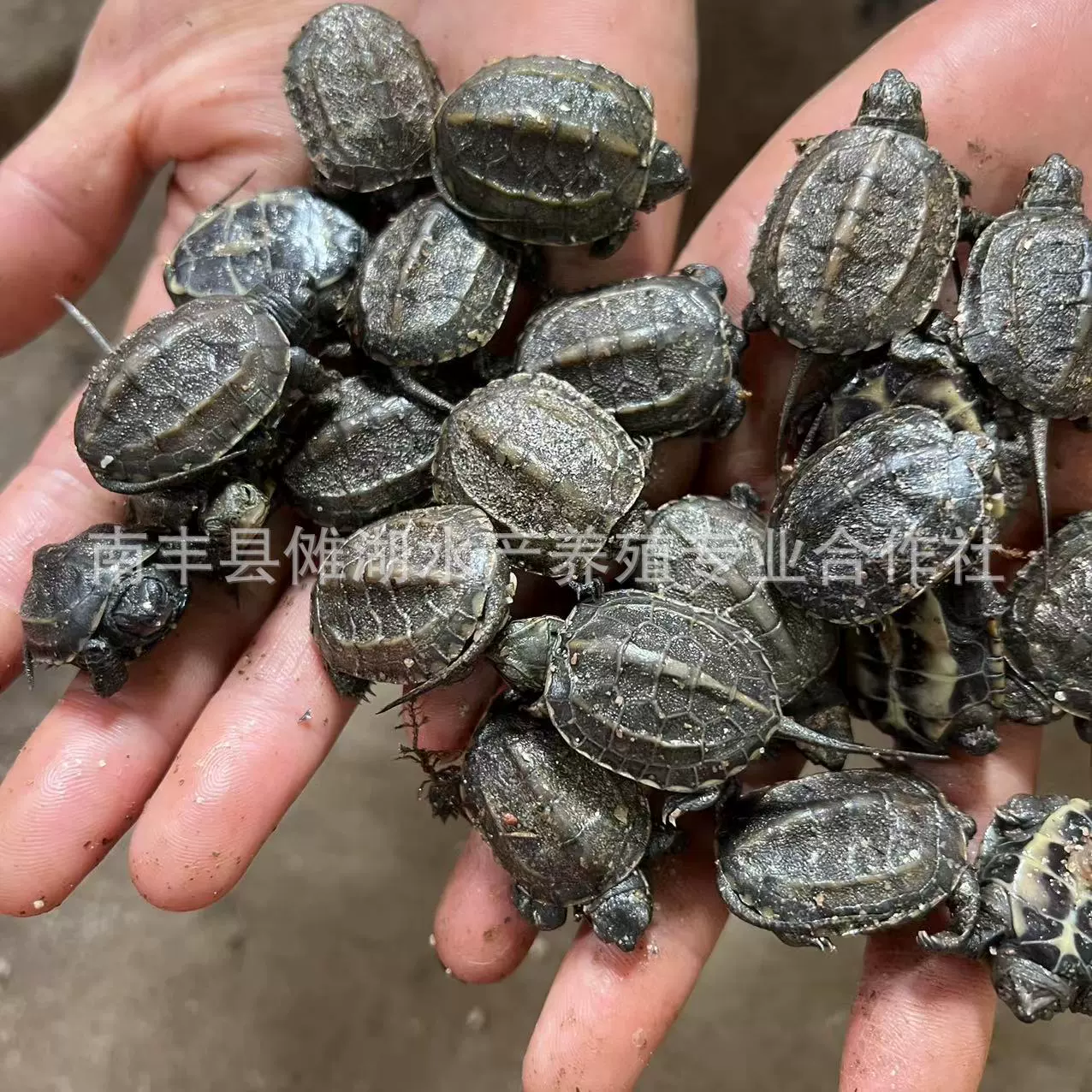 Саженцы китайских черепах оптом в больших количествах