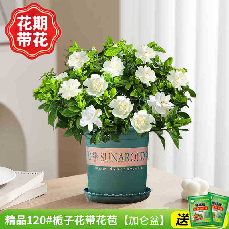 부티크 120#치자나무 개화기(갤런 화분)에 영양액을 공급