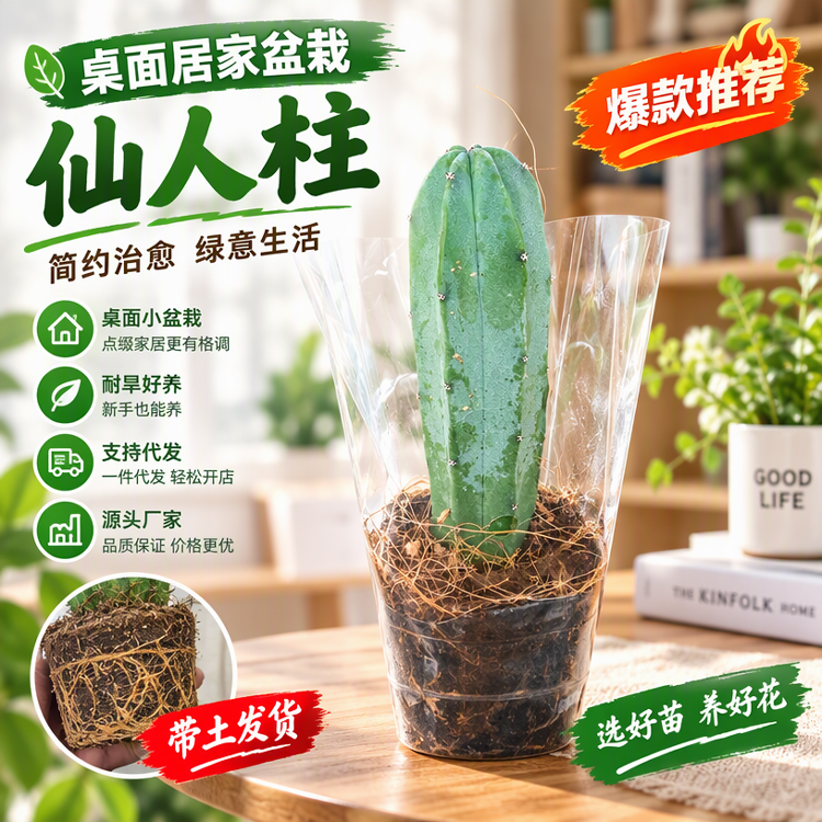 龙神木仙人柱有根 量天尺 仙人掌 多肉植物盆栽室内外好养防辐射