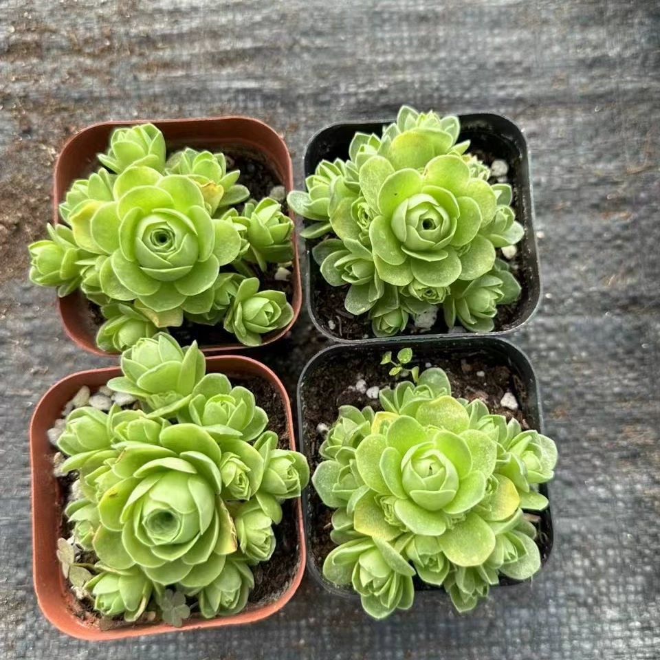 Горная Роза Белый нефрит Яйцо Вино Стекло порошок Йеро Пандоры Маленький любовник Приятный цвет в натуральном выражении Фотографированы и доставлены