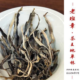 老班章单株2024头春头采普洱茶老班章村茶王地核心区纯料单株散茶