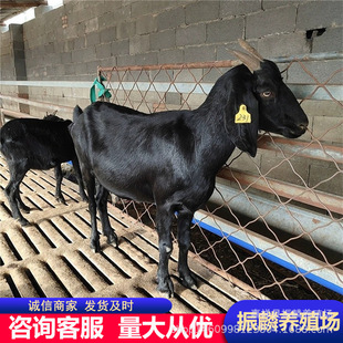 Ŭ�ȁ���ɽ��С���� ��ë��ɽ���Bֳ ��ɽ���Bֳ��