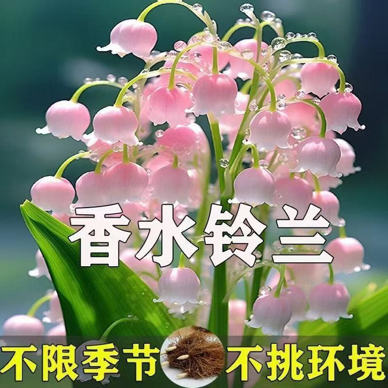 Plantas de orquídea con brotes de flores perennes de fragancia fuerte resistentes al frío en maceta en cuatro estaciones