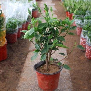 ��ɣ�������ذꎧ�����tɫ���ĵ�����̨�ļ��_�����҃�ֲ��Gֲ