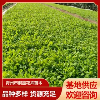 批发供应混色虞美人花多年生冰岛虞美人花工程用花宿根冰岛虞美人