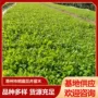多年生工程混色宿根冰岛虞美人