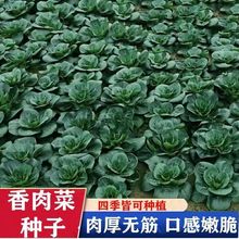 ݰ_ͲѺ~ѩͲ˷N߲˷NѴȫ