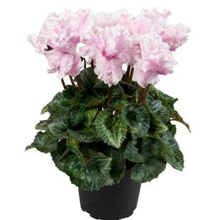 �ɿ́����Ԏ����l؛�ö��仨�҃Ȼ����ļ��_���������̨�^��ֲ��