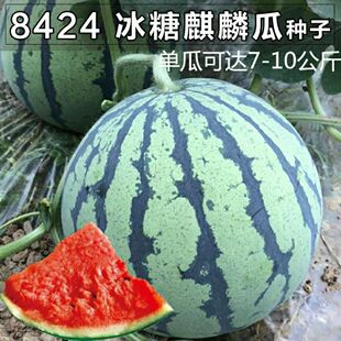 ���8424���ϷN�ӱ��Ǳ�Ƥ���������ϷN�������ļ������ϷN��