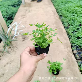 五叶委菱菜杯苗 五叶萎陵菜盆栽苗 宿根花卉多年生基地批发地被苗