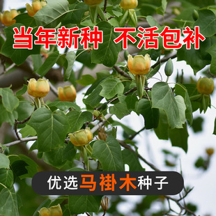 �����²��R��ľ��N���Z��鱷N�����p�h��N���е���@�־G��