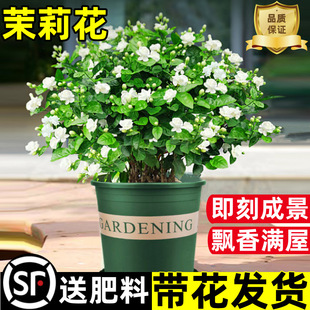 Jasmine Seedlings Potted with Buds Jiuli Xiang Old Pile Mosquito Repellent Hydroponic Gardenia Florals and Green Plants Indoor Blooming in All Seasons