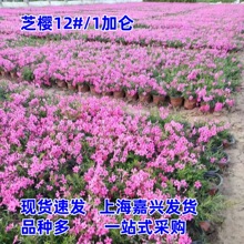 ֥�����Զ������ͺ��͟��޸��ر�ֲ�ﻨ�@�������^�Ͱ��ر��߅��