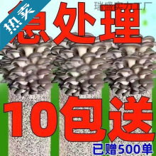 金针菇种植菌包银耳种植菌包磨姑菌种杏鲍菇种植包木耳家庭种植棒