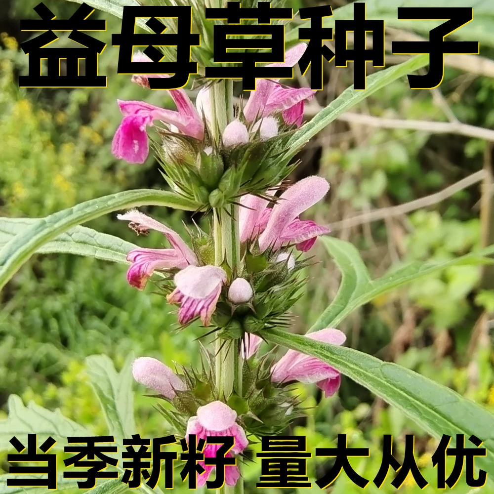 Семена полыни 10-100г в мешках оптом, прямые поставки с места происхождения, сезонные новые семена, семена садовых растений