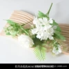 Peony miscellaneous white