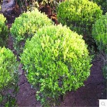 黄杨苗黄杨球绿植盆栽耐寒四季常青室外园林净化空气大型瓜子