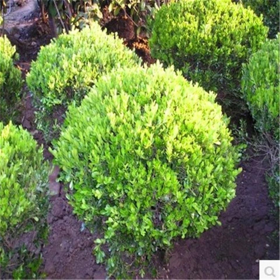 黄杨苗黄杨球绿植盆栽耐寒四季常青室外园林净化空气大型瓜子