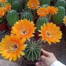 �_�������򎧻����҃��̨���ԾGֲ�ļ��_�������ƶ���ֲ��