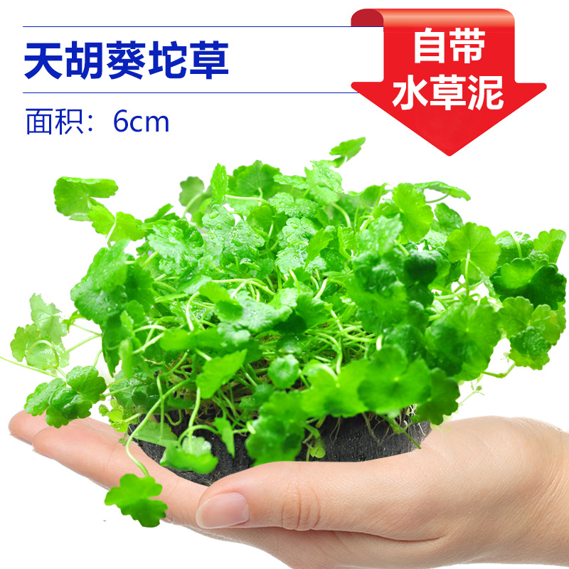 Tianhujiecao【얼리 어답터 가격❤특별한 제안]