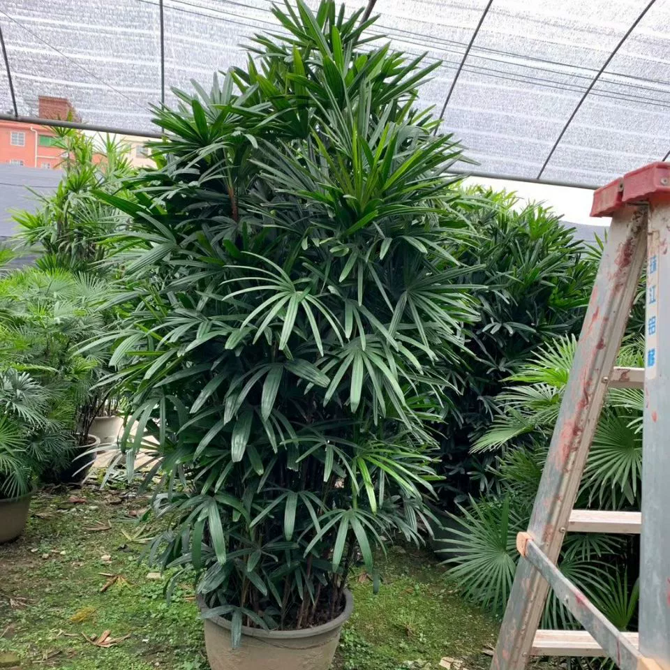 205 Поставка крупнолистного коричневого бамбука высотой 2-2,5 метра