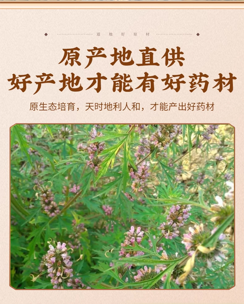 Chongwezi Motherwort Seeds 500g Dried Leonurus Fruit Traditional TCM Herb for Decoction and Herbal Tea key features