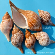 郁金香旋螺天然海螺贝壳鱼缸水族造景寄居蟹卷贝鱼替换壳地台装饰
