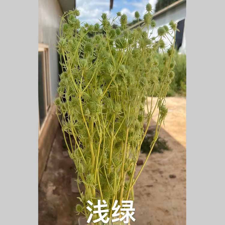 라이트 그린 [약 100]