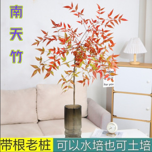 ����������ˮ�B�҃��ͺ�ˮ������ˮ��ֲ�ﻨ���Ј�����������