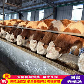 湖南长沙肉牛养殖西门特尔牛 湖南肉牛价格 改良西门塔尔肉牛