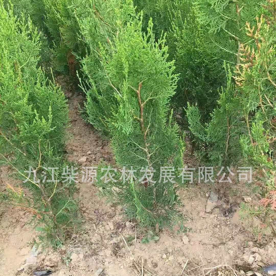 规格齐全塔柏3米塔柏1米塔柏价格 基地1米5塔柏多少钱一棵2米塔柏