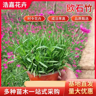 批发欧石竹鲜花盆栽 彩虹石竹盆栽 穴盘苗 绿化工程青州花卉 量大