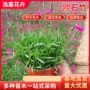 青州工程盆栽绿化穴盘苗