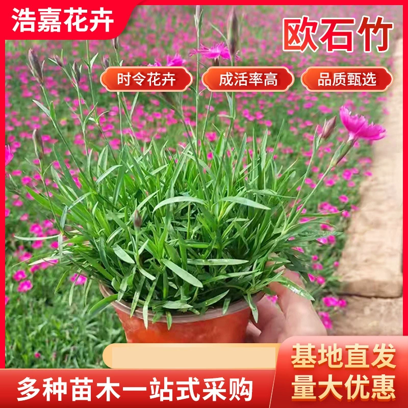 Европейская Гвоздика цветы в горшках Радуга Гвоздика в горшках саженцы Европейская Гвоздика саженцы в горшках