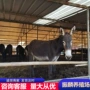 山东杂交育肥肉驴苗