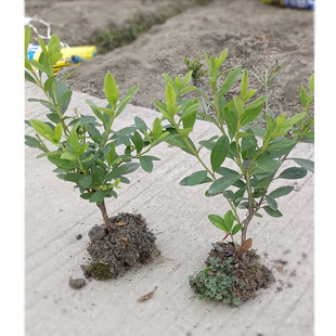 ���N ë���N ���N ӳɽ�t ���N ���� ë�N�ɶ����ع�����ľ���N��